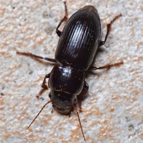 Acinopus picipes